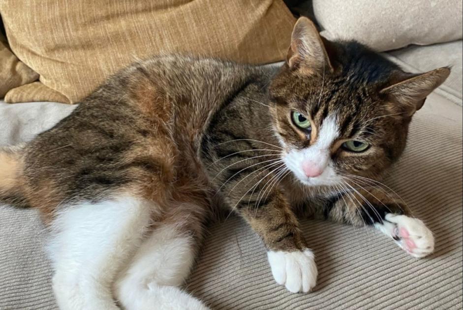 Alerta de Desaparición Gato  Hembra , 6 años Watermael-Boitsfort Bélgica