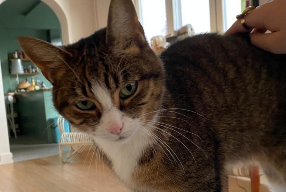 Alerta de Desaparición Gato  Hembra , 6 años Watermael-Boitsfort Bélgica