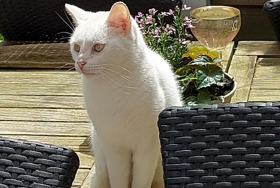 Alerta de Desaparición Gato  Hembra , 3 años Liège Bélgica