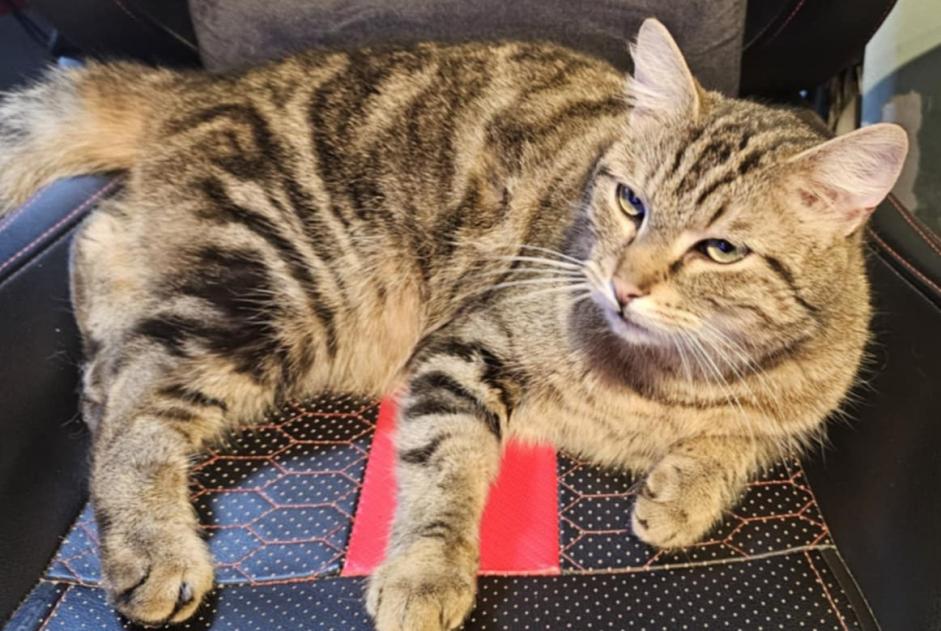 Alerta de Hallazgo Gato Macho Tubize Bélgica