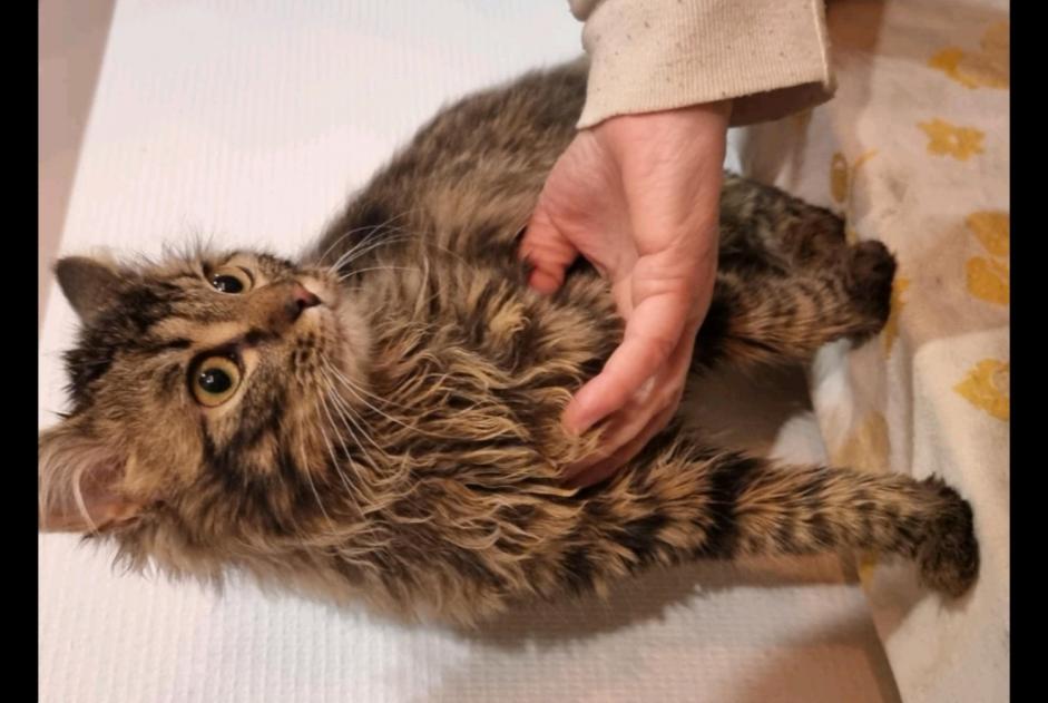 Alerta de Hallazgo Gato Macho Bouillon Bélgica