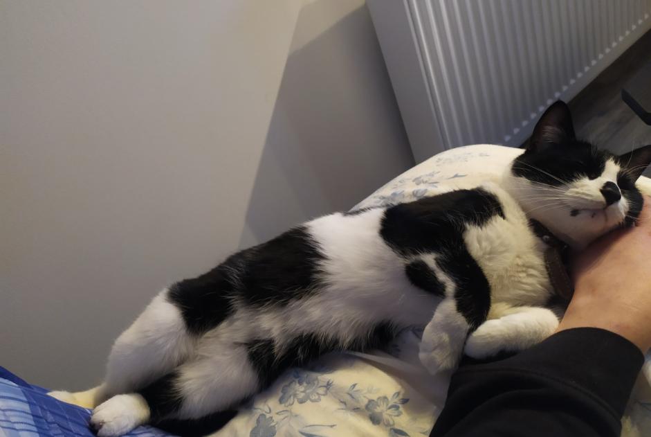 Alerta de Desaparición Gato  Hembra , 3 años Namur Bélgica