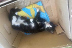 Alerta de Hallazgo Gato Macho Soignies Bélgica