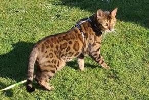 Alerta de Desaparición Gato  Macho , 9 años Mons Bélgica
