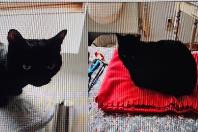 Alerta de Desaparición Gato Macho , 6 años Woluwe-Saint-Pierre Bélgica