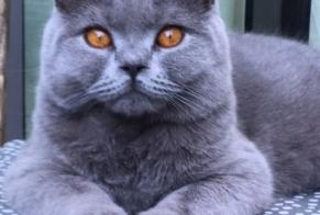 Alerta de Desaparición Gato  Hembra , 6 años Namur Bélgica