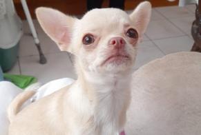 Alerta de Desaparición Perro  Hembra , 1 años Comines-Warneton Bélgica