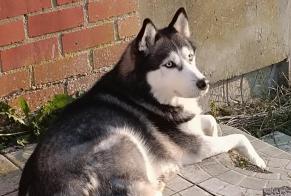 Alerta de Desaparición Perro  Macho , 10 años Colfontaine Bélgica
