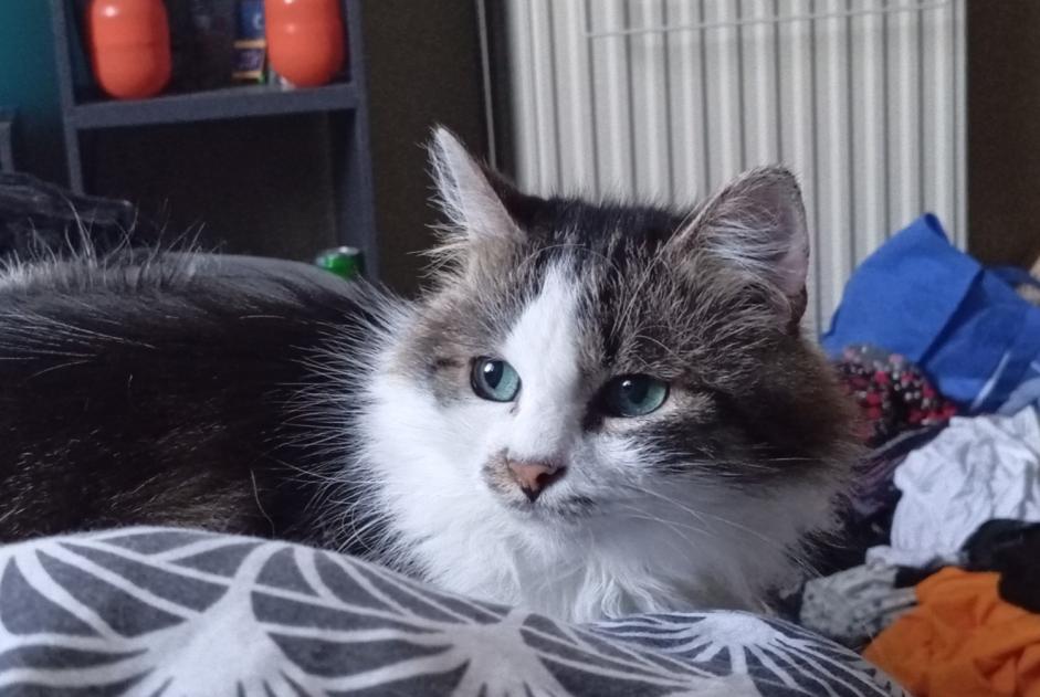 Alerta de Desaparición Gato Macho , 8 años Flémalle Bélgica