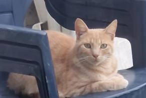 Alerta de Desaparición Gato cruce Macho , 3 años La Louvière Bélgica