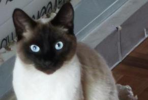 Alerta de Desaparición Gato Macho , 4 años Uccle Bélgica