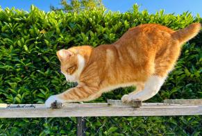 Alerta de Desaparición Gato  Macho , 4 años Zemst Bélgica