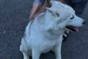 Alerta de Hallazgo Perro  Hembra Sprimont Bélgica