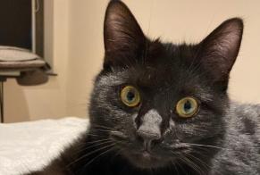 Alerta de Desaparición Gato  Macho , 15 años Sint-Pieters-Leeuw Bélgica