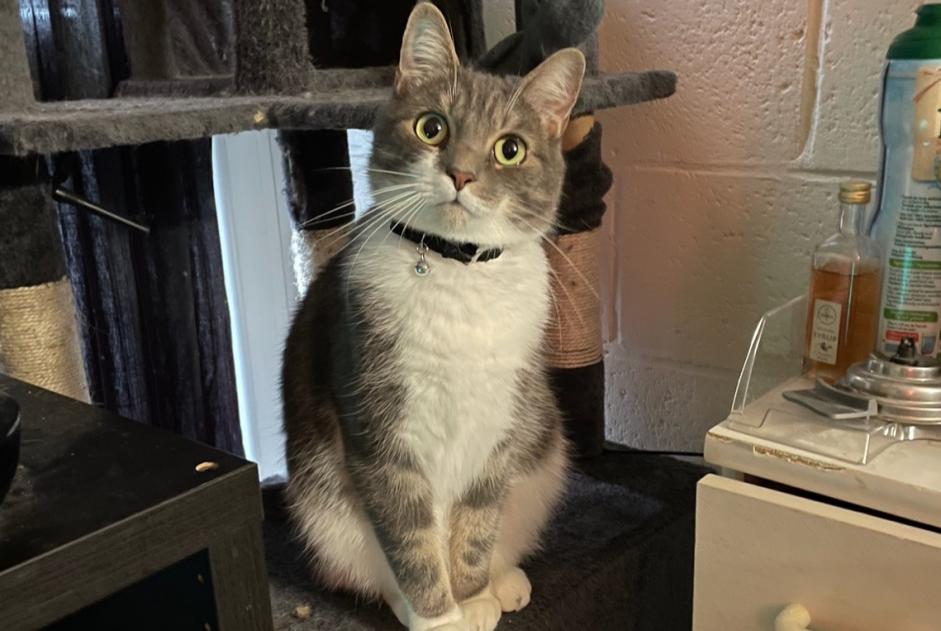 Alerte Disparition Chat Mâle , 2 ans Ottignies-Louvain-la-Neuve Belgique