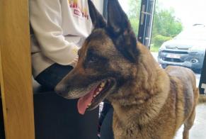 Alerte Découverte Chien  Femelle Estinnes Belgique