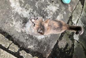 Alerte Découverte Chat Femelle Visé Belgique