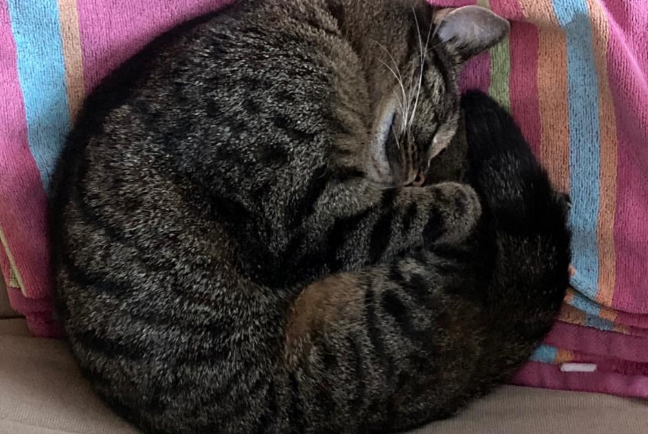 Alerte Disparition Chat croisement Femelle , 6 ans Merelbeke Belgique
