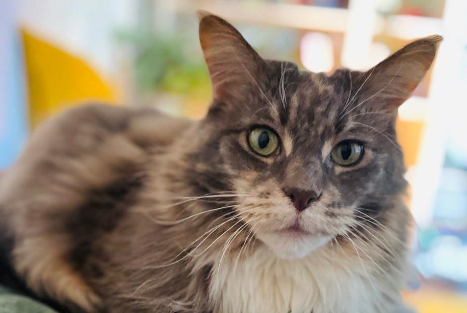 Alerte Disparition Chat  Femelle , 10 ans Ixelles Belgique
