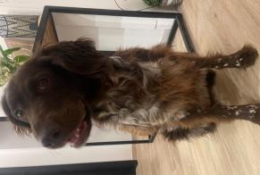 Alerte Découverte Chien  Inconnu Les Bons Villers Belgique