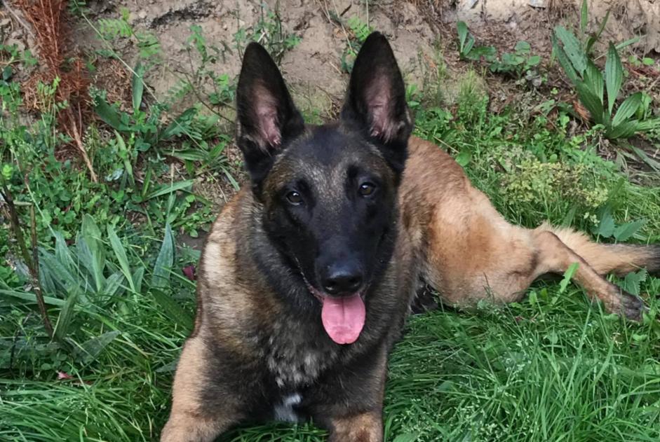 Alerte Disparition Chien  Mâle , 11 ans Mons Belgique