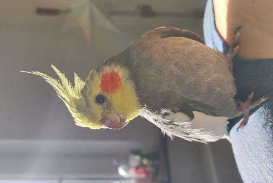 Alerte Disparition Oiseau Mâle , 2023 ans Écaussinnes Belgique