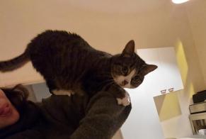 Alerte Disparition Chat Femelle , 3 ans Liège Belgique