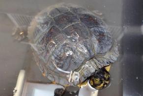 Alerte Découverte Tortue Inconnu Liège Belgique