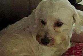 Alerte Disparition Chien  Mâle , 12 ans Merbes-le-Château Belgique