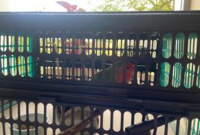 Alerte Découverte Oiseau Inconnu Namur Belgique