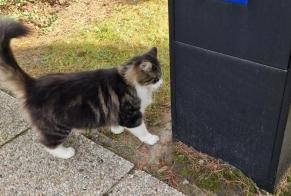 Alerte Découverte Chat Mâle Woluwe-St.-Lambert Belgique