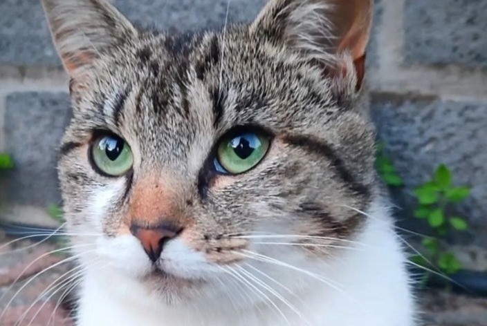 Alerte Disparition Chat Femelle , 2 ans La Roche-en-Ardenne Belgique