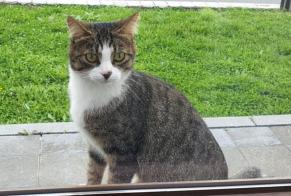 Alerte Disparition Chat Femelle , 5 ans Sambreville Belgique