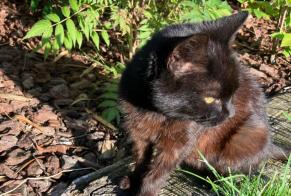 Alerte Découverte Chat Femelle Walcourt Belgique