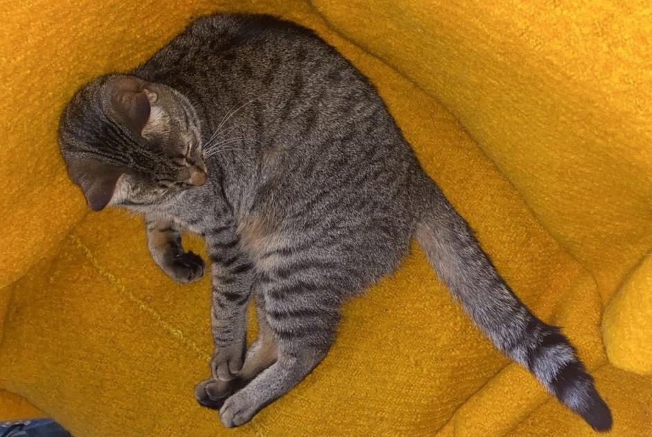 Alerte Disparition Chat Mâle , 2 ans Liège Belgique