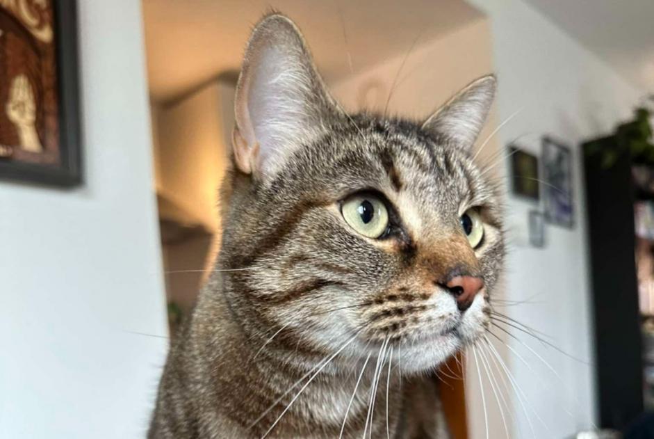 Alerte Disparition Chat Femelle , 4 ans Gembloux Belgique