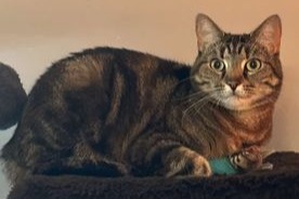 Alerte Disparition Chat Femelle , 4 ans Gembloux Belgique