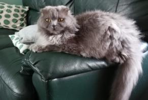 Alerte Disparition Chat  Femelle , 8 ans Flémalle Belgique