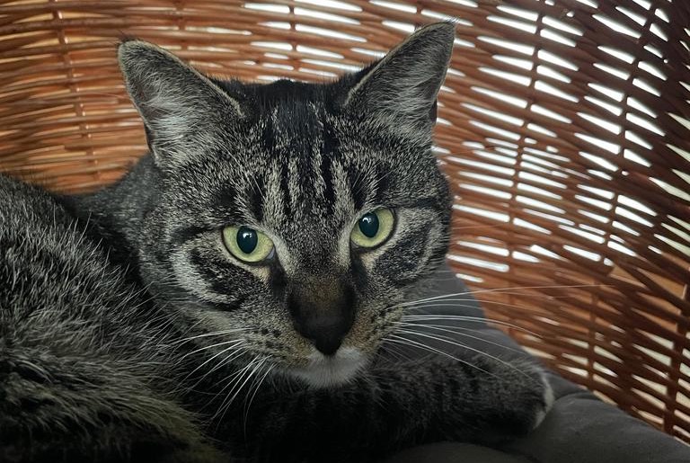 Alerte Disparition Chat  Mâle , 3 ans Beloeil Belgique