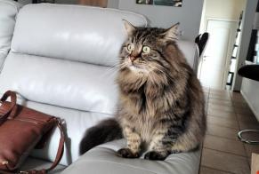 Alerte Disparition Chat croisement Mâle , 7 ans Floreffe Belgique