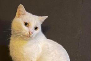 Alerte Disparition Chat Mâle , 3 ans Oerle Belgique