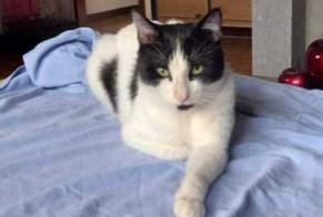 Alerte Disparition Chat  Mâle , 6 ans Soignies Belgique