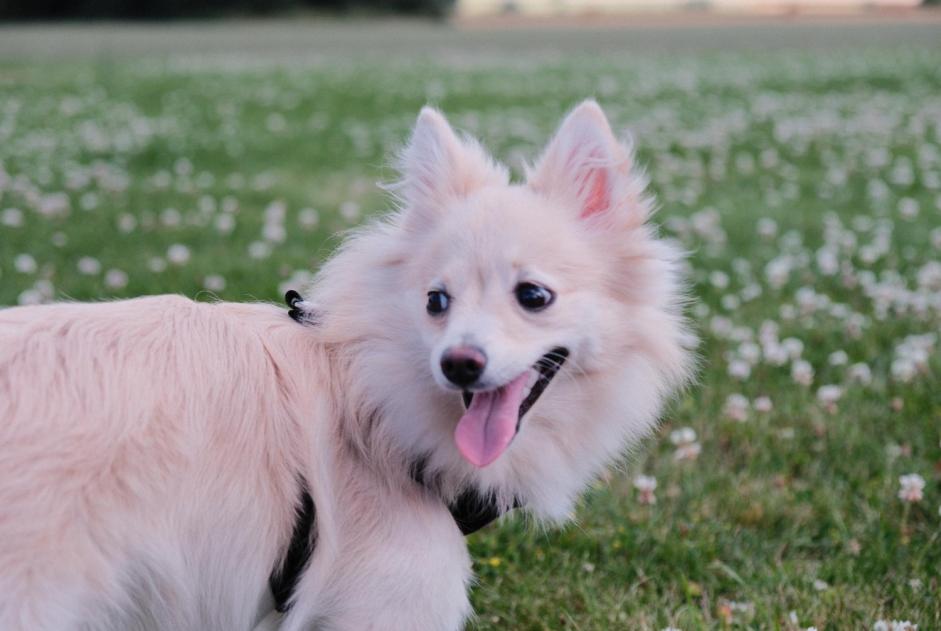 Alerte Disparition Chien  Femelle , 1 ans Leuze-en-Hainaut Belgique