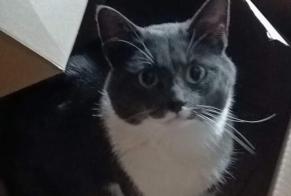 Alerte Disparition Chat croisement Mâle , 4 ans Dison Belgique