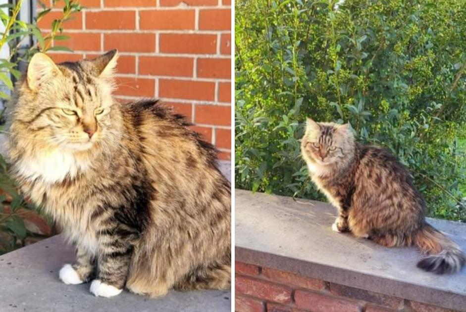 Alerte Disparition Chat croisement Femelle , 10 ans Châtelet Belgique