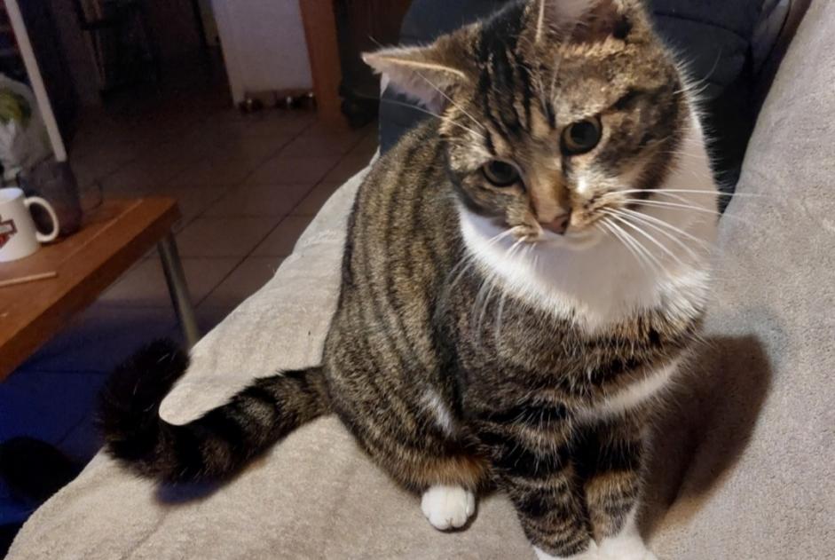 Alerte Disparition Chat Mâle , 2 ans Amay Belgique