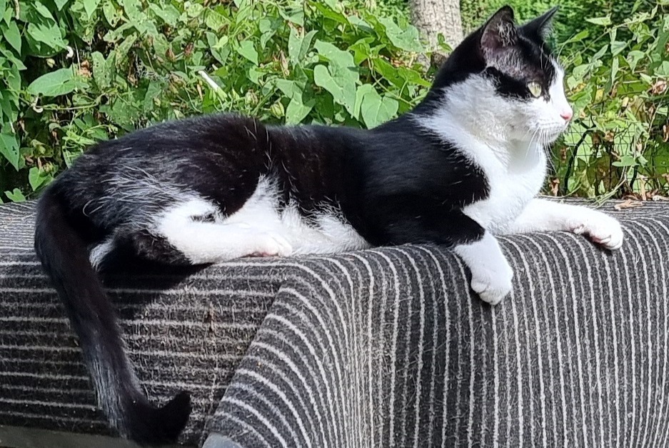 Alerte Disparition Chat croisement Mâle , 3 ans Estinnes Belgique