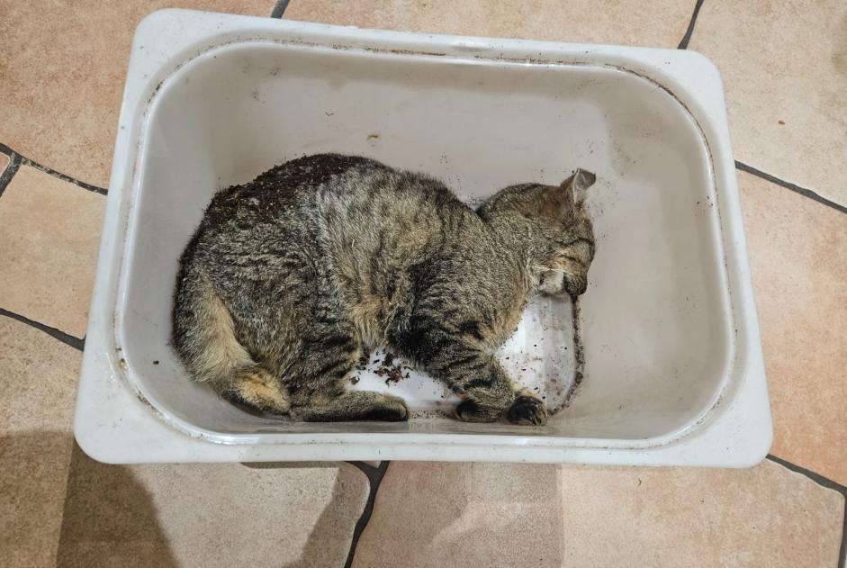 Alerte Découverte Chat Femelle Habay Belgique