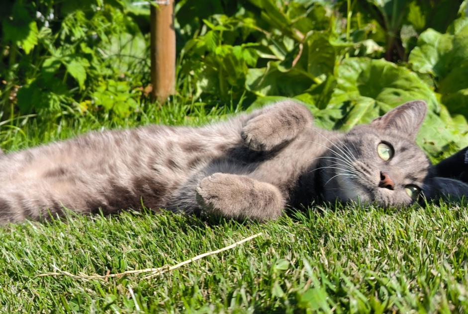 Alerte Disparition Chat Mâle , 2 ans Profondeville Belgique