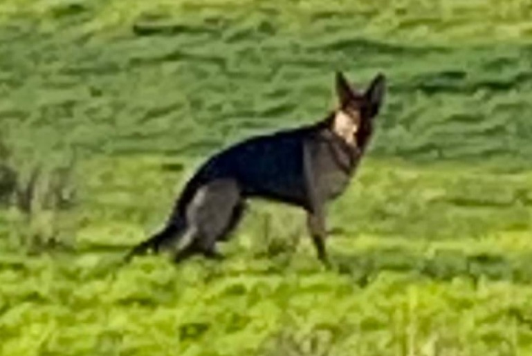 Alerte Découverte Chien  Inconnu Beersel Belgique